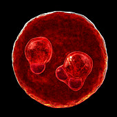 Protozoan Plasmodium falciparum in the stage of ring form tr