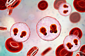 Protozoan Plasmodium falciparum in the stage of ring form tr
