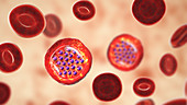 Protozoan Plasmodium falciparum in the stage of schizont, il