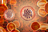 Protozoan Plasmodium falciparum in the stage of schizont, il