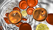 Plasmodium vivax inside red blood cells, illustration