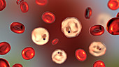 Plasmodium vivax inside red blood cells, illustration