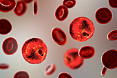 Plasmodium malariae inside red blood cell, illustration