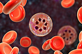 Plasmodium malariae inside red blood cell, illustration