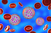 Plasmodium malariae inside red blood cell, illustration