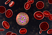 Plasmodium malariae inside red blood cell, illustration