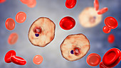 Plasmodium ovale inside red blood cell, illustration