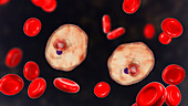 Plasmodium ovale inside red blood cell, illustration