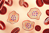 Plasmodium ovale inside red blood cell