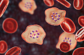 Plasmodium ovale inside red blood cell