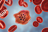 Plasmodium ovale inside red blood cell