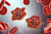 Plasmodium ovale inside red blood cell