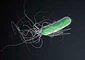 Pseudomonas aeruginosa bacteria, illustration