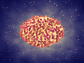 Smallpox virus, illustration