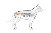 Dog male reproductive organs, illustration