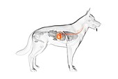 Dog stomach, illustration