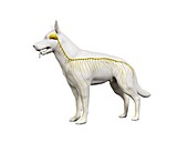 Dog nervous system, illustration