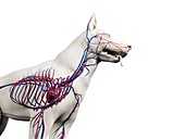 Dog vascular system, illustration