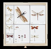 Mounted dragonfly specimens