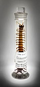 Preserved Amazonian giant centipede