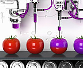 Genetically modified tomatoes,conceptual illustration