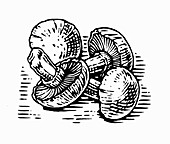 Engraving of mushrooms