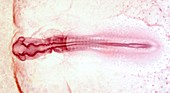 Chicken embryo at 36 hours of development,light micrograph