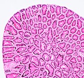 Common frog testis,light micrograph