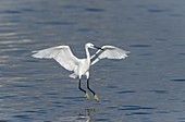 Little egret landing