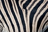Burchell's zebra coat pattern