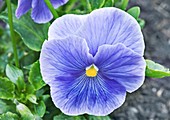 Pansy (Viola Delta 'True Blue') flower