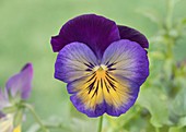 Pansy (Viola Matrix 'Midnight Glow') flower