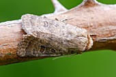 Vine's rustic moth