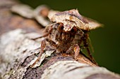 Large yellow underwing moth