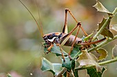 Chabrier's bush cricket