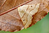 Scalloped oak moth