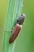 Click beetle