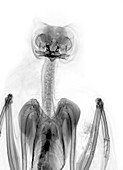 Long-eared owl,X-ray