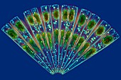 Diatom, light micrograph