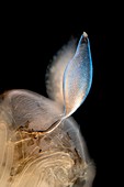 Phantom midge pupa, light micrograph