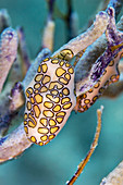 Flamingo tongue snail