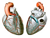 Vessels of the heart,illustration