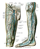 Lower limb vessels,nerves,illustration