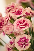 Carnations (Dianthus caryophyllus)