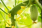 Cucumber (Cucumis sativus 'Siamese Giant')