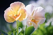 Pansy (Viola x wittrockiana) flowers