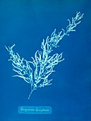 19th-century plant cyanotype