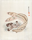 Eels and fungi in Japan,1890s