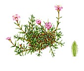 Moss campion (Silene acaulis),illustration