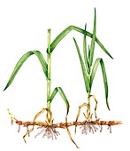 Reedmace (Typha latifolia),illustration